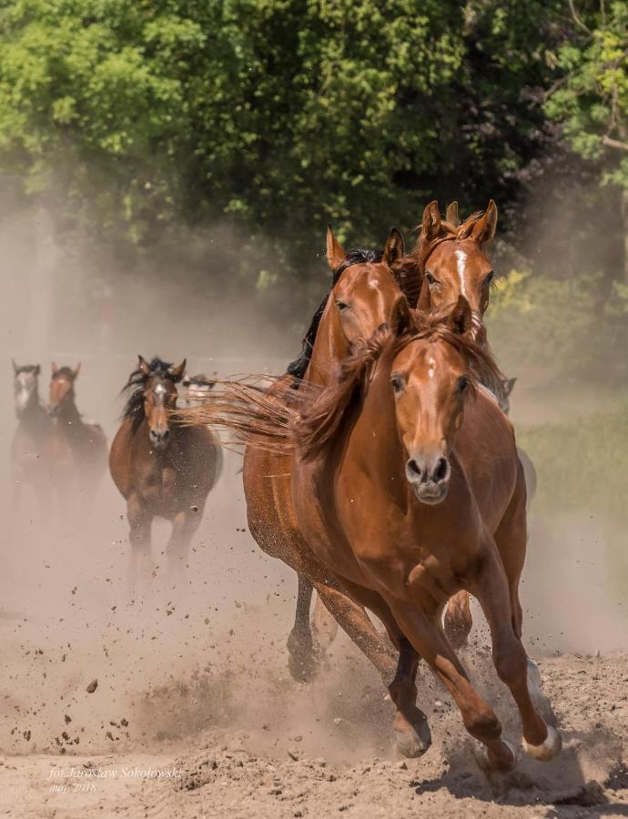 Willa Stara Wozownia W Lusowie Tarnowo Podgórne Exteriér fotografie